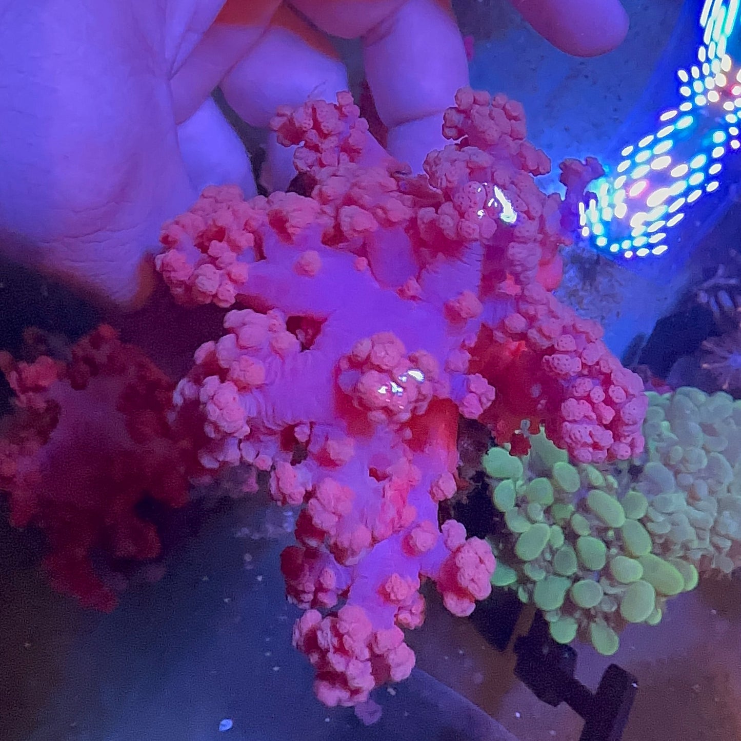 Pink Cauliflower Coral