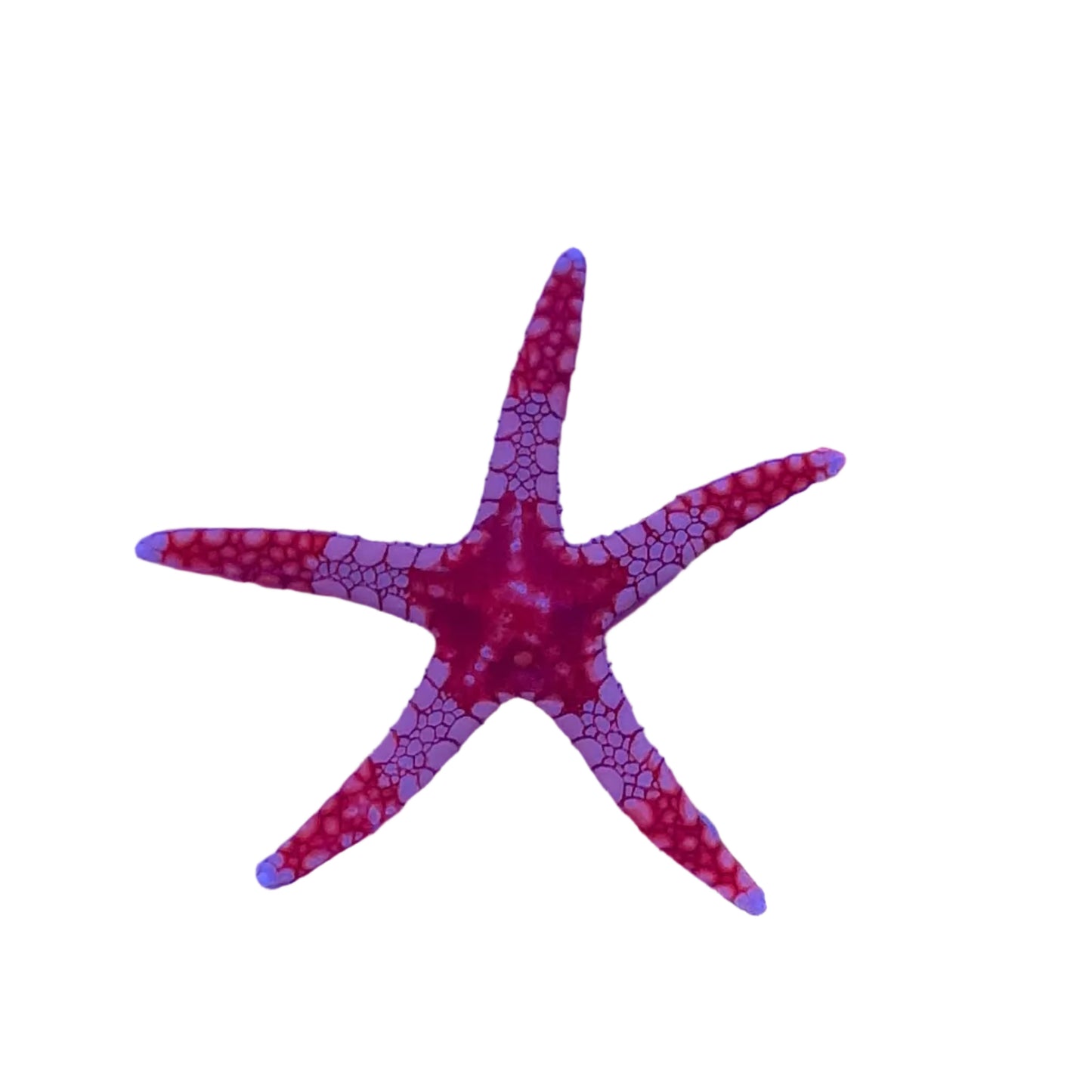 Fromia Colorful Starfish