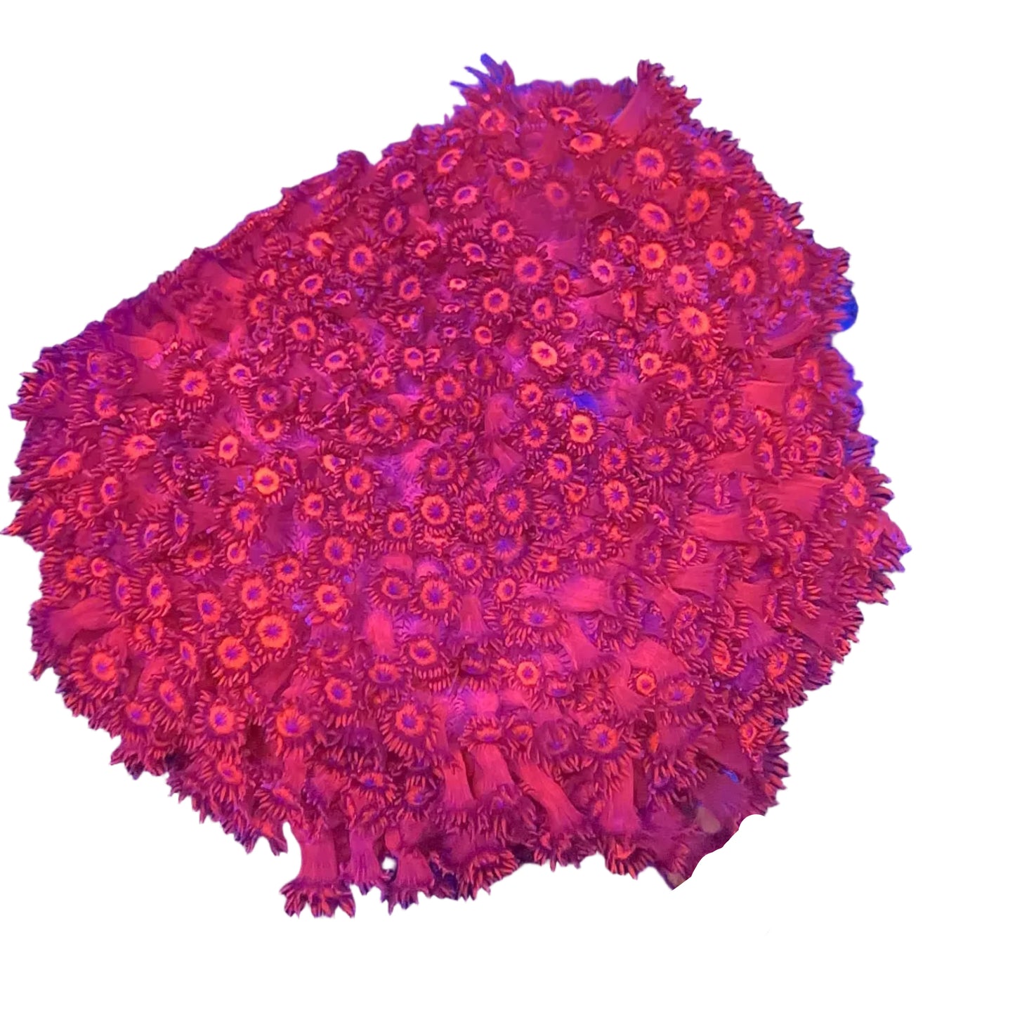 Goniopora Metalic Red