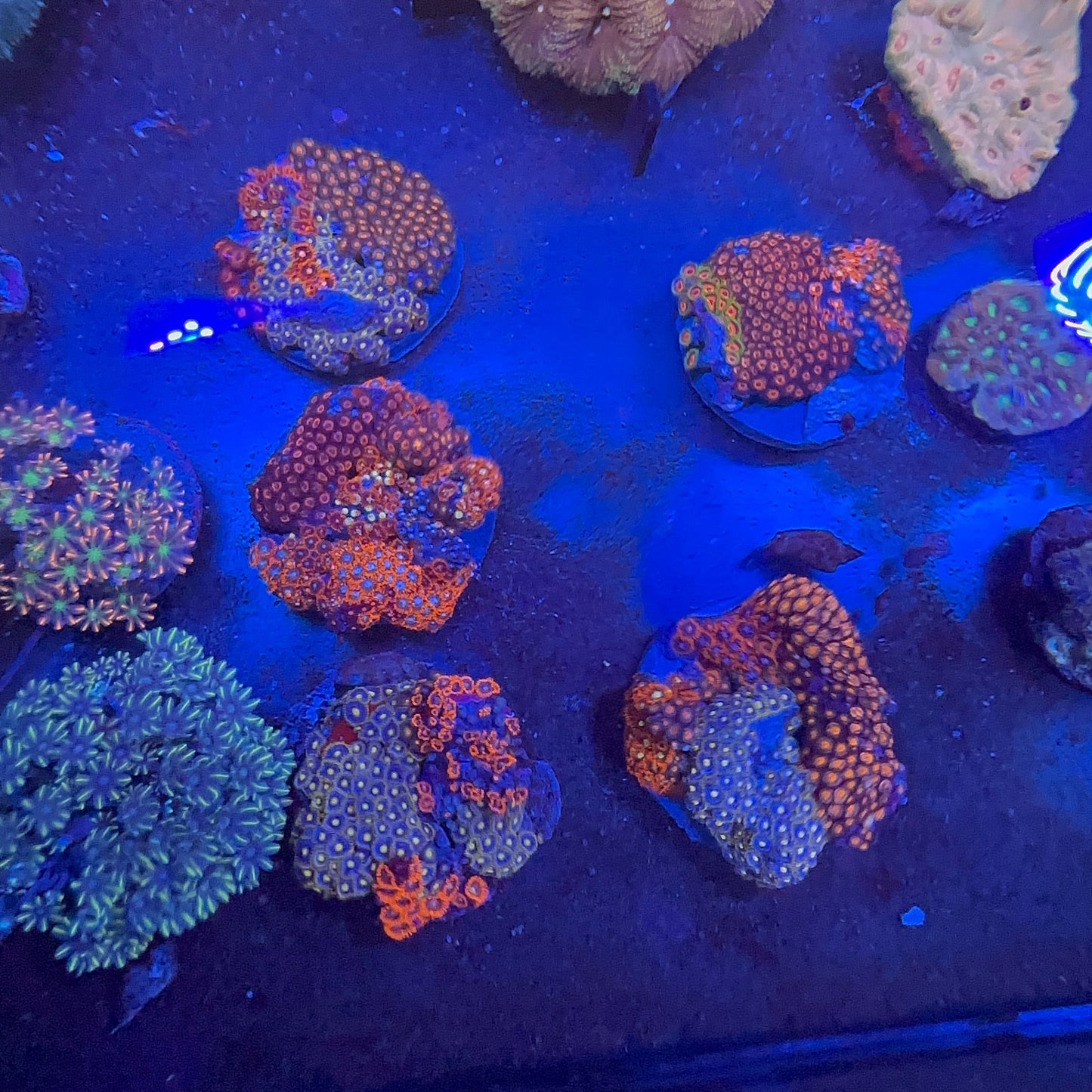 Zoanthus Mix Koloni