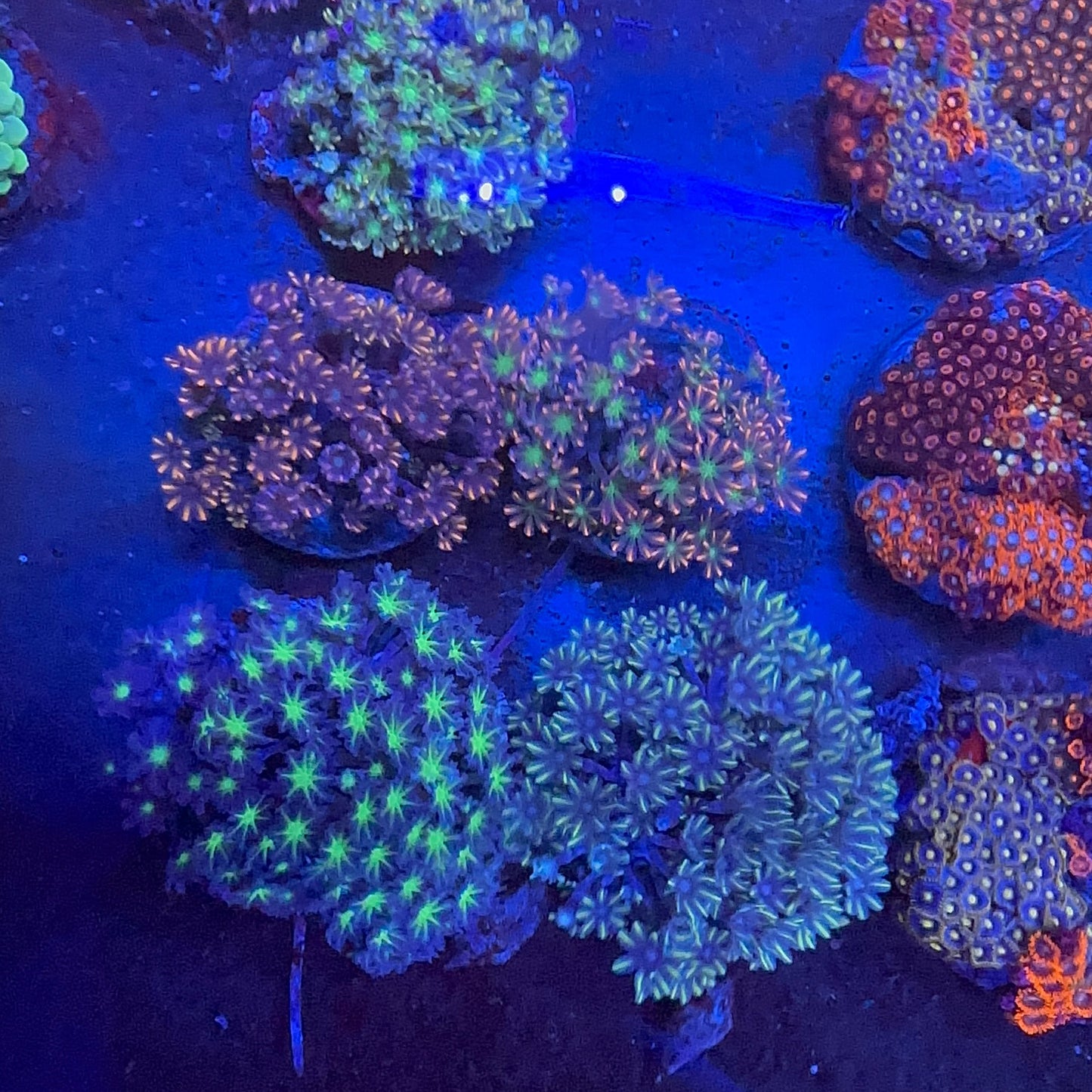 Glove Polyp