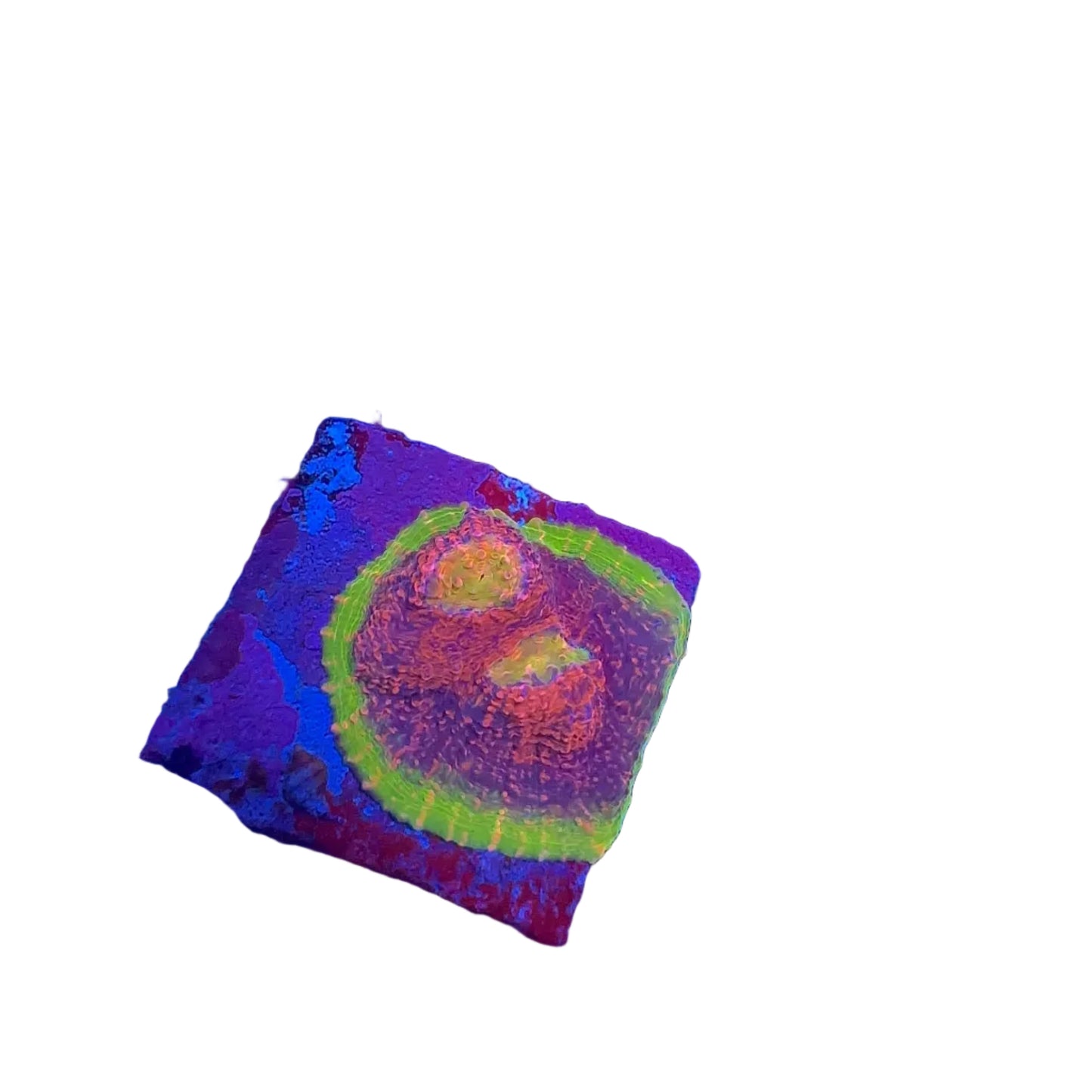 Watermelon Chalice Frag