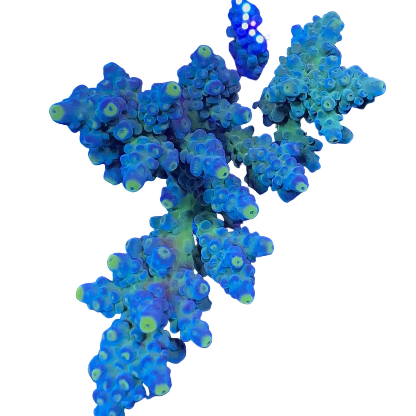 Acropora Spp.