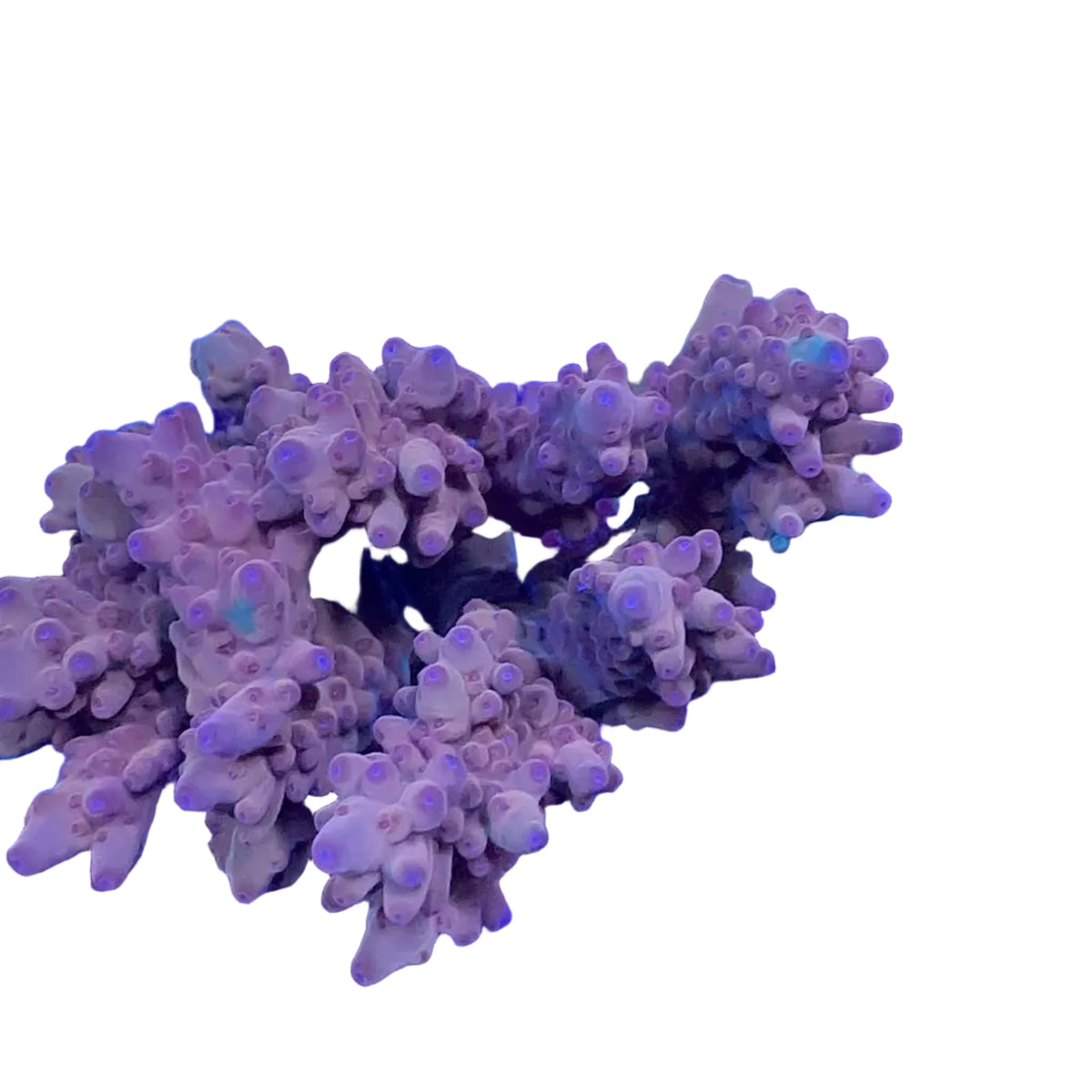 Acropora spp. (Loripes)