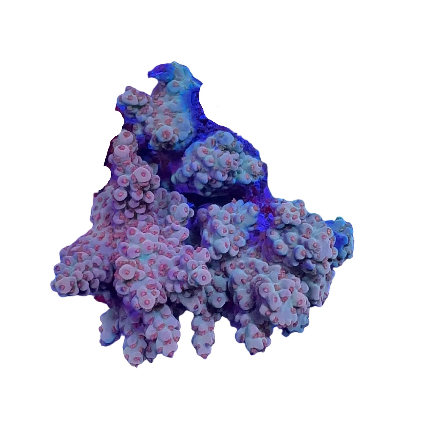 Acropora Spp