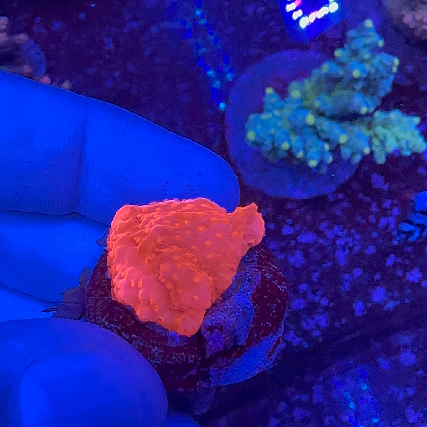 Setosa Montipora Frag