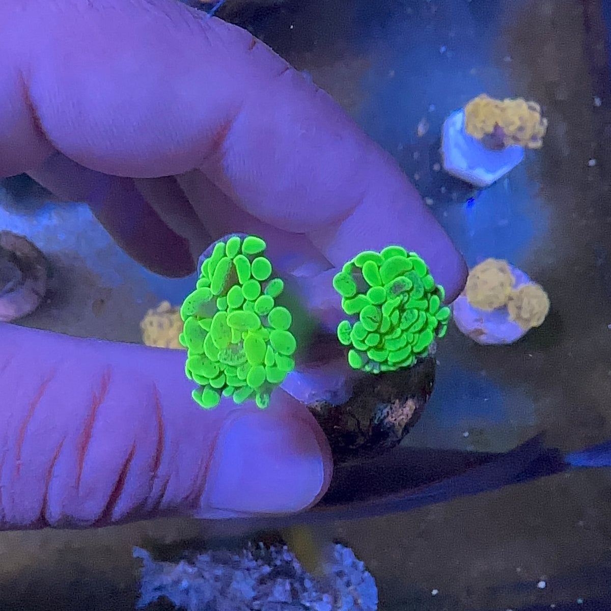 Green Hammer Branch