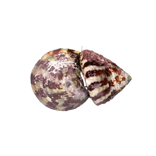 Turbo Snail