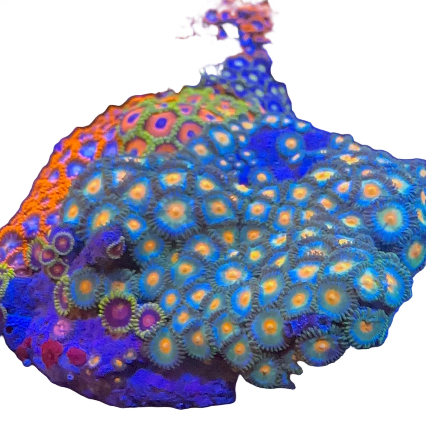 Zoanthus Mix Koloni