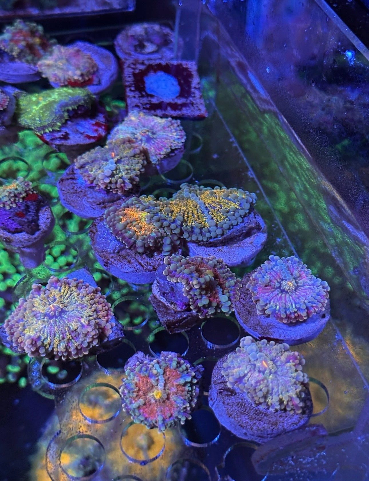 Rainbow Ricordea Yuma