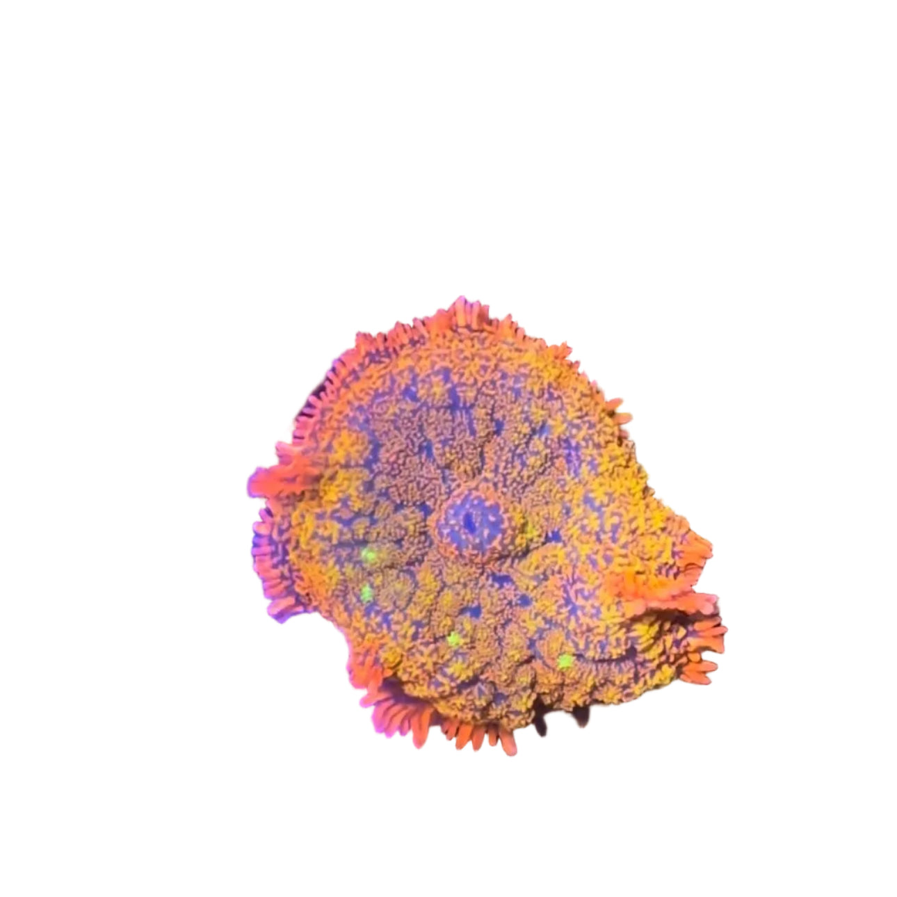 Fiery Orange Rhodactis