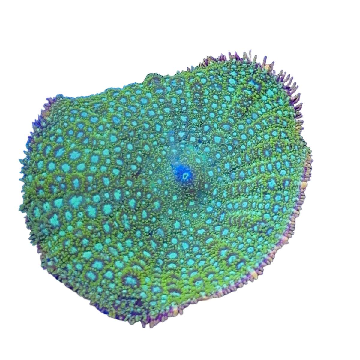 Frankestein Mushroom