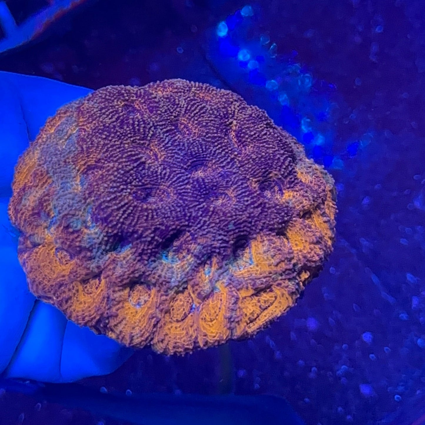 Echinata Coral Multicolor