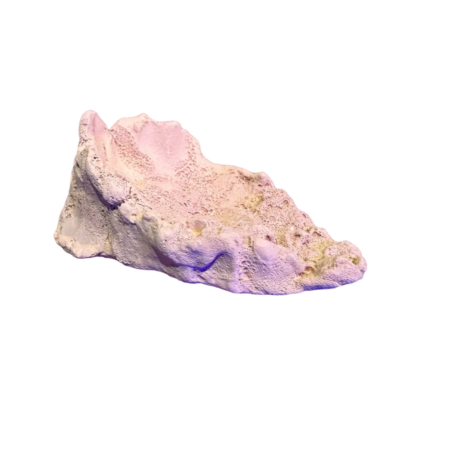 Tridacna(Clam) Kayası