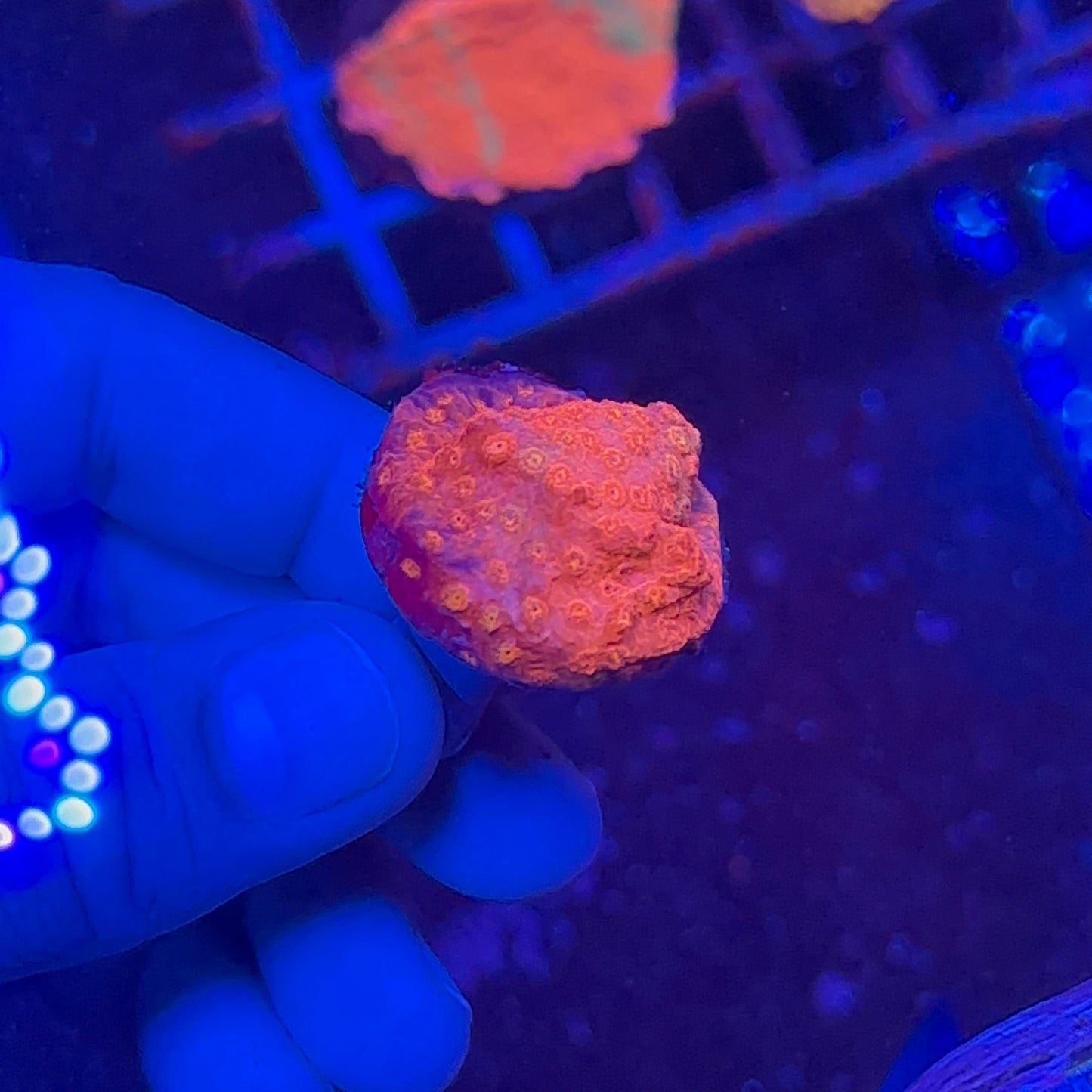 Crimson Stylocoeniella