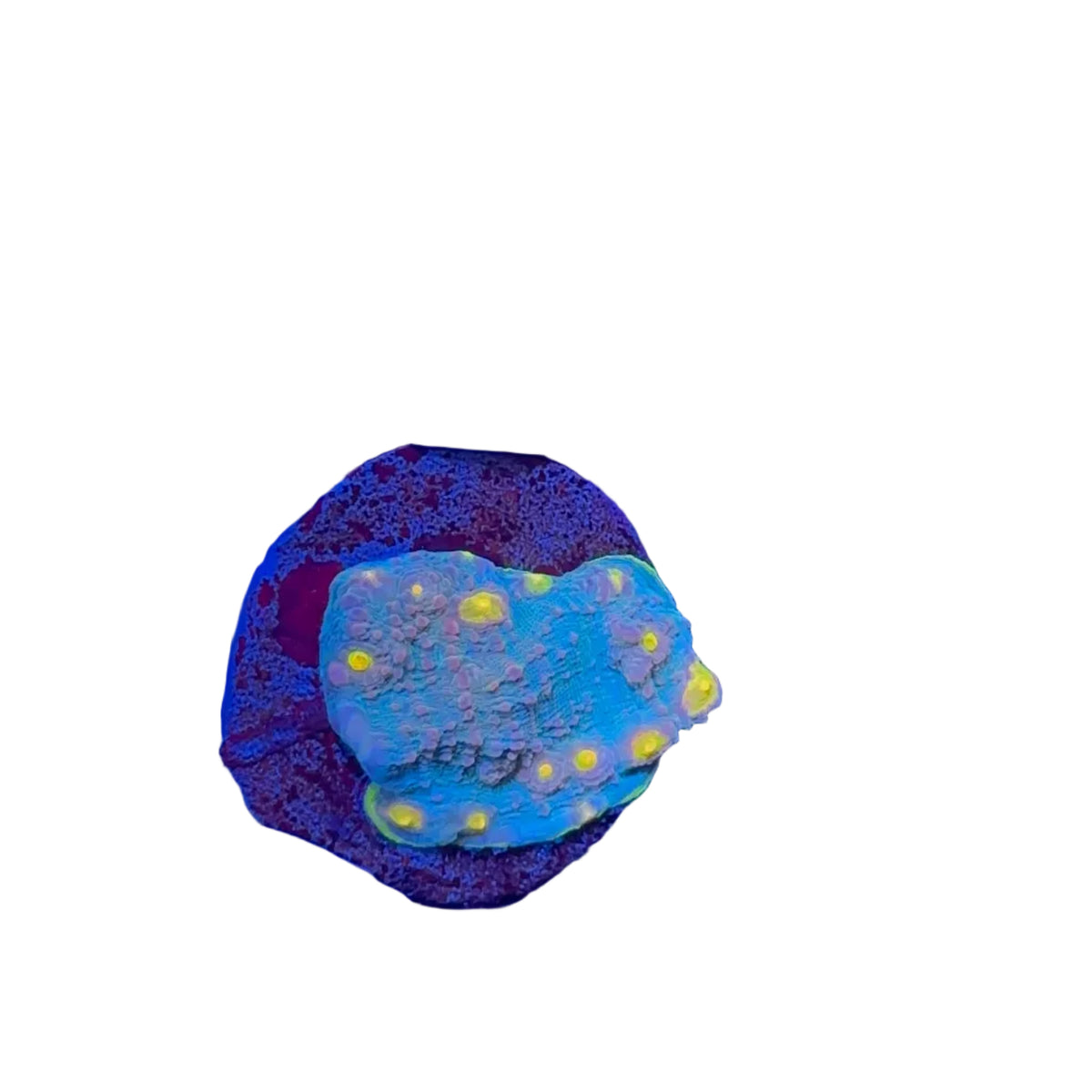 Chalice Multicolor Frag