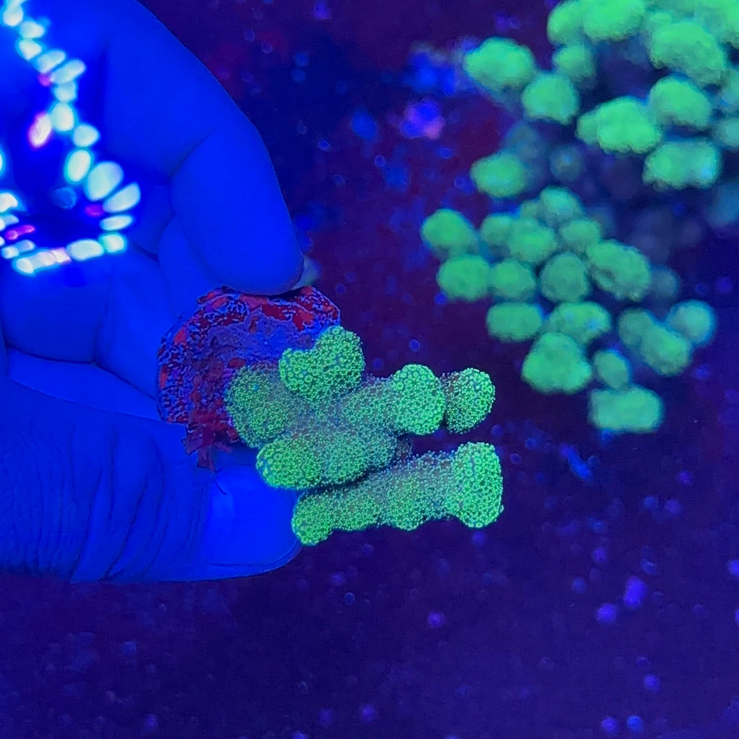 Stylophora Coral