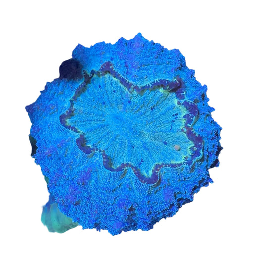 Acanthophyllia Coral (Donut)