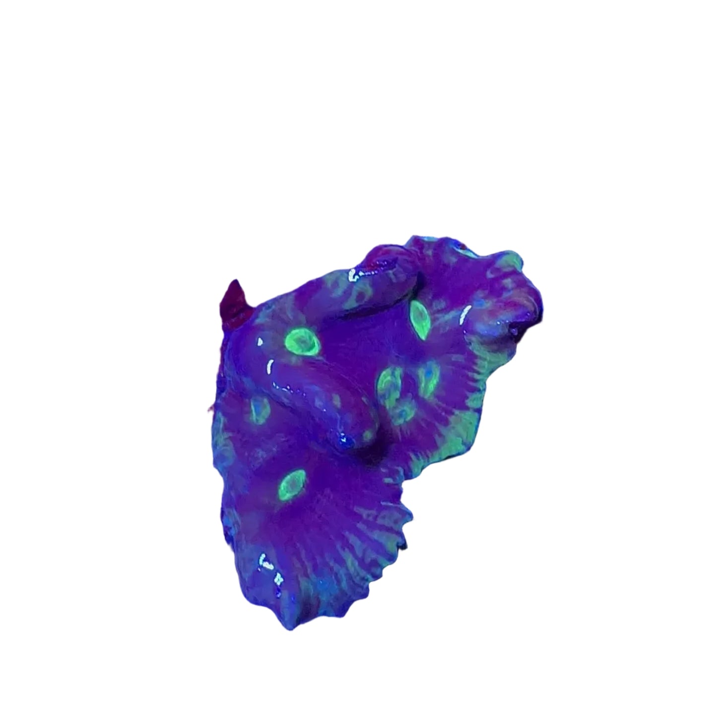 Pectinia Coral Frag