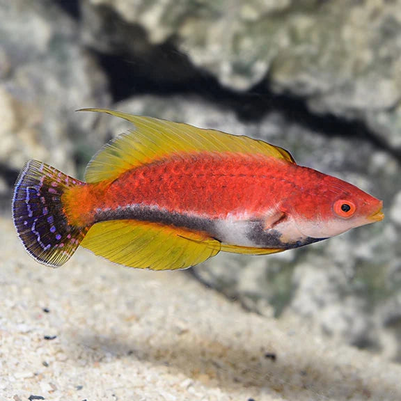 Tonozu Fairy Wrasse