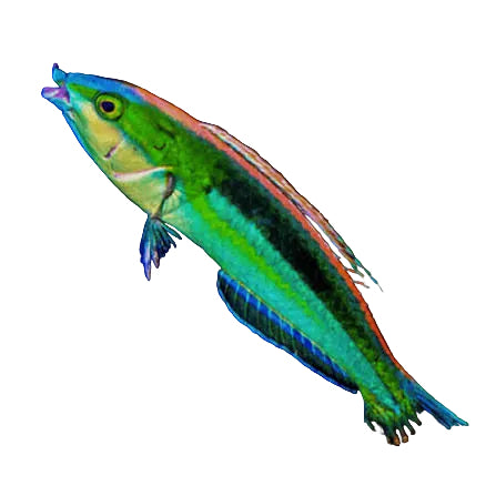 Blue Nose Pencil Wrasse