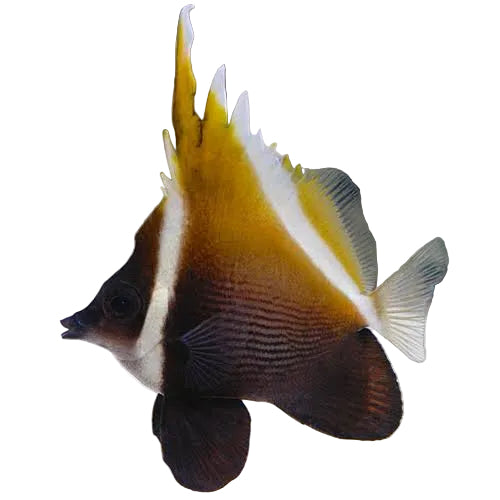 Humphead Bannerfish