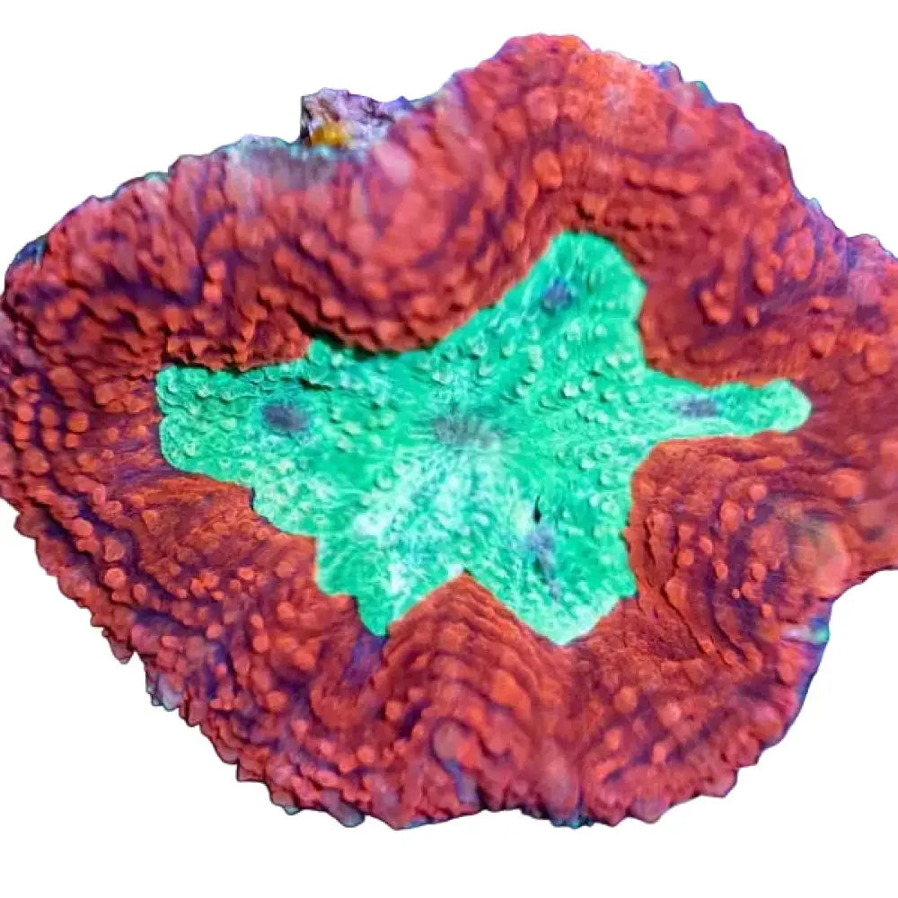 Lobophyllia - BİCOLOR