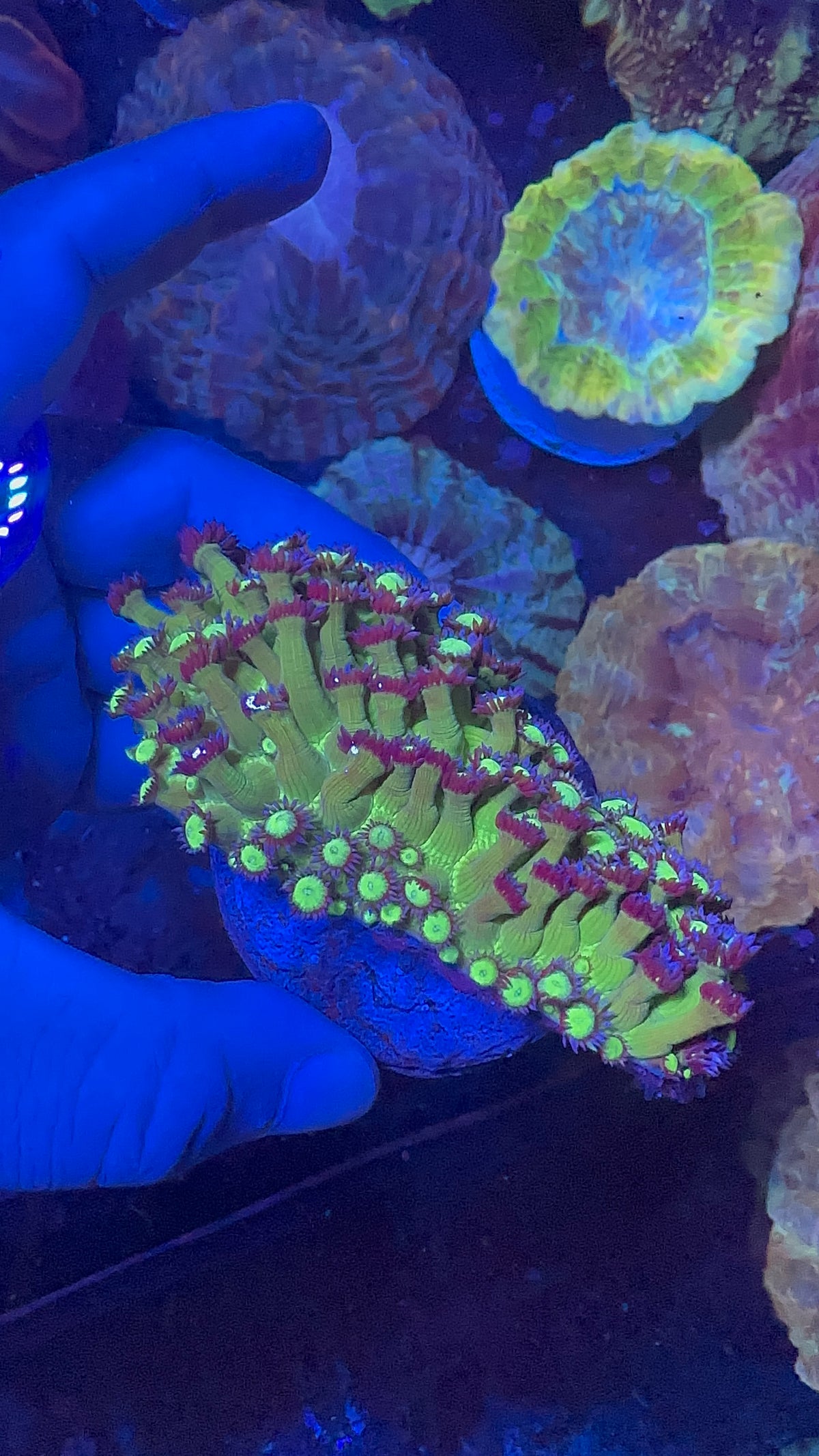 Goniopora Green
