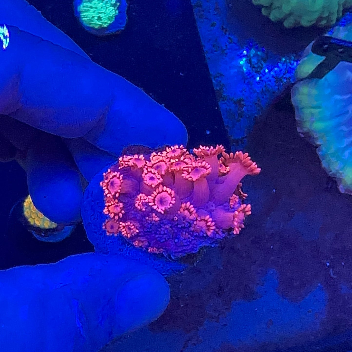 Goniopora Red Frag