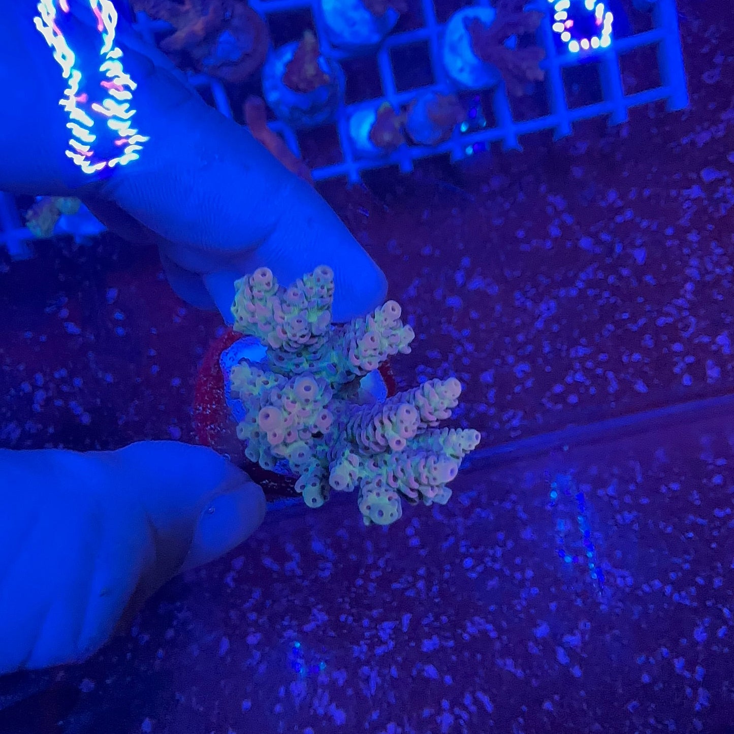 Acrapora Sp. Frag