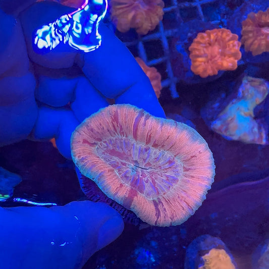 Brain Coral