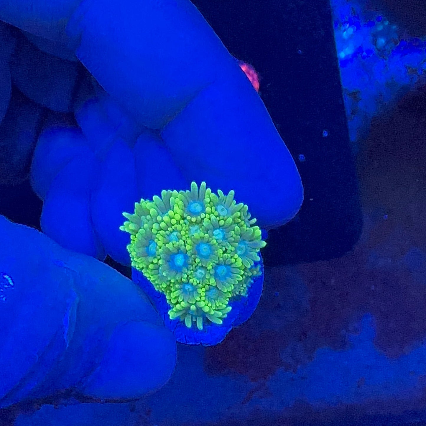 Goniopora Green Frag