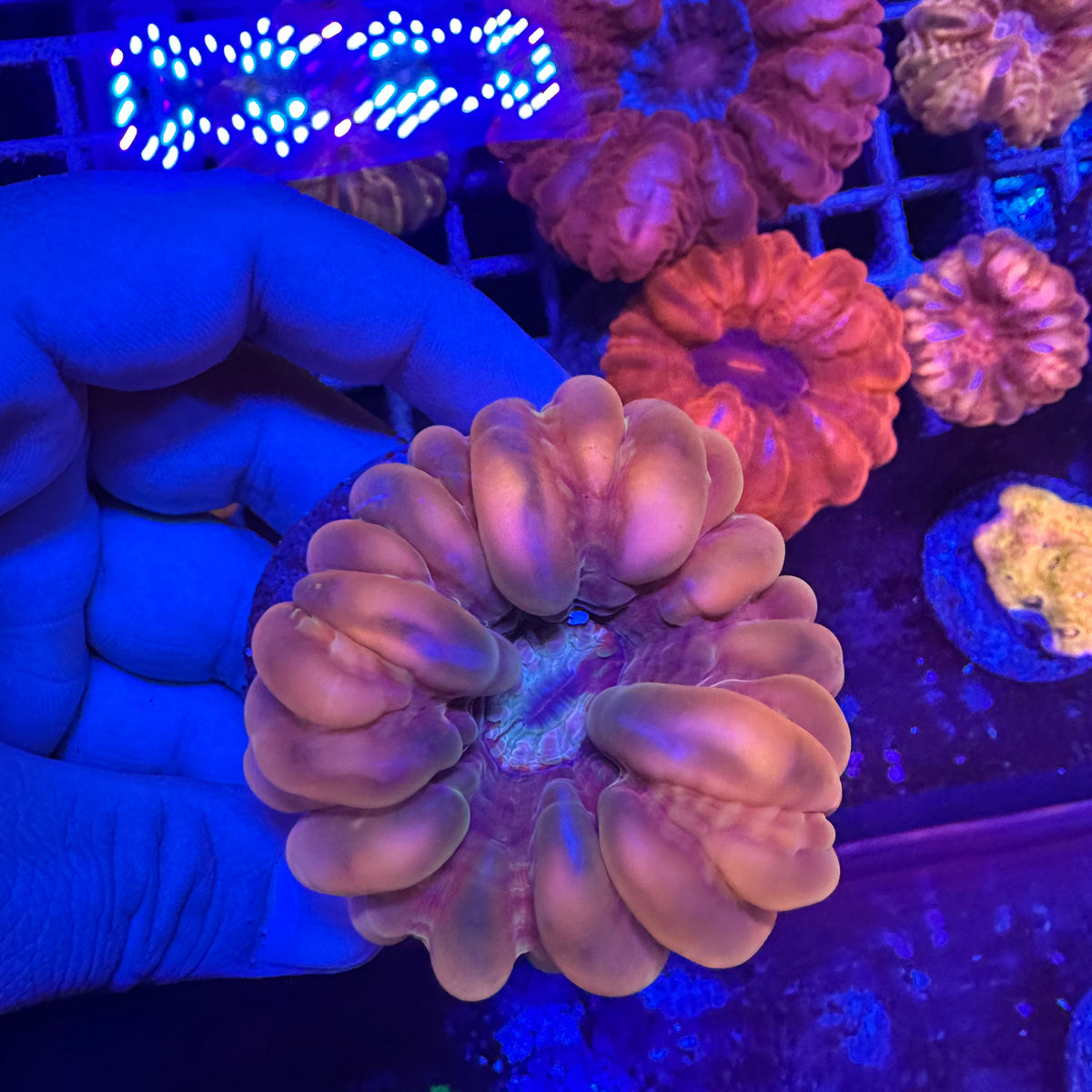 Cynarina Coral