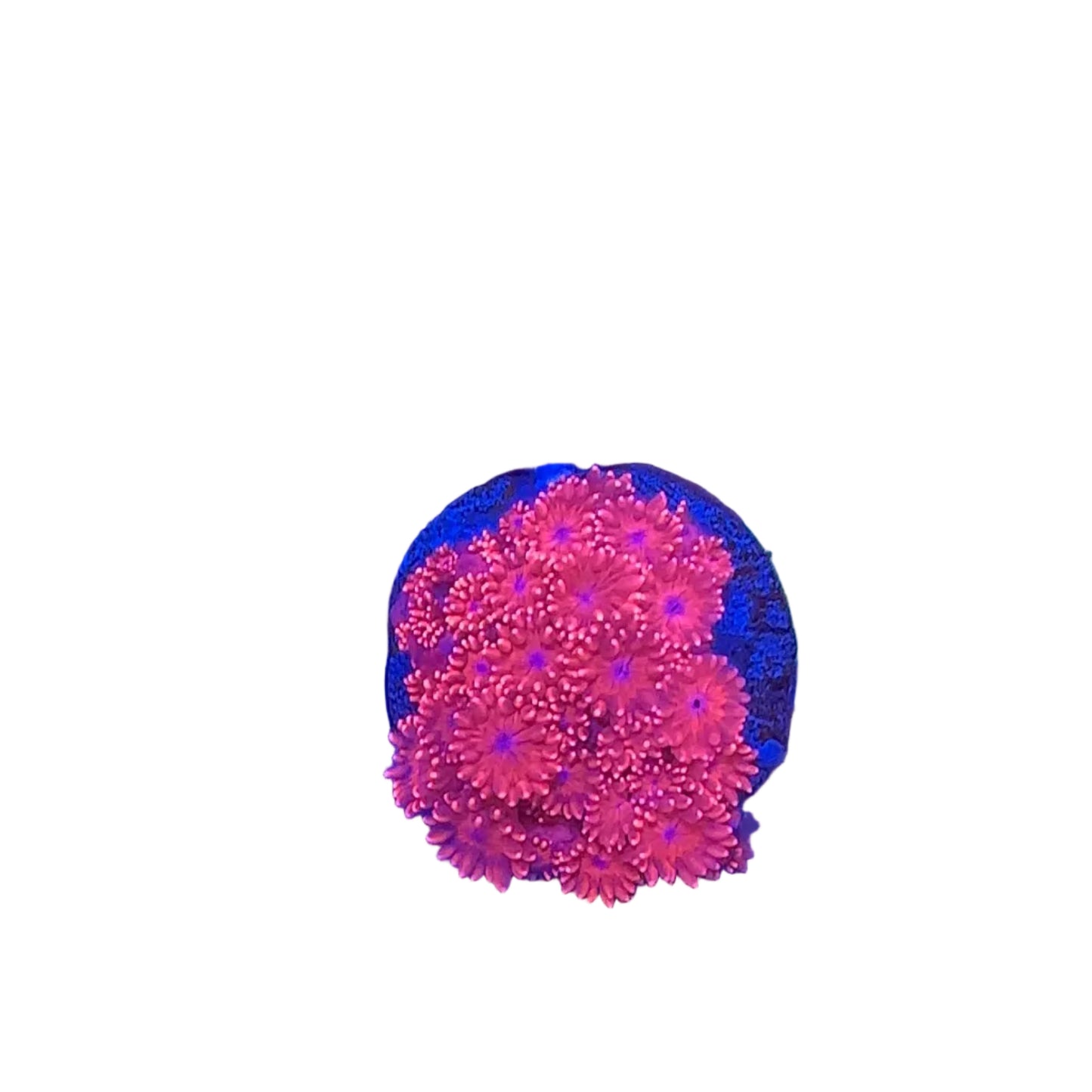 Goniopora Red Frag