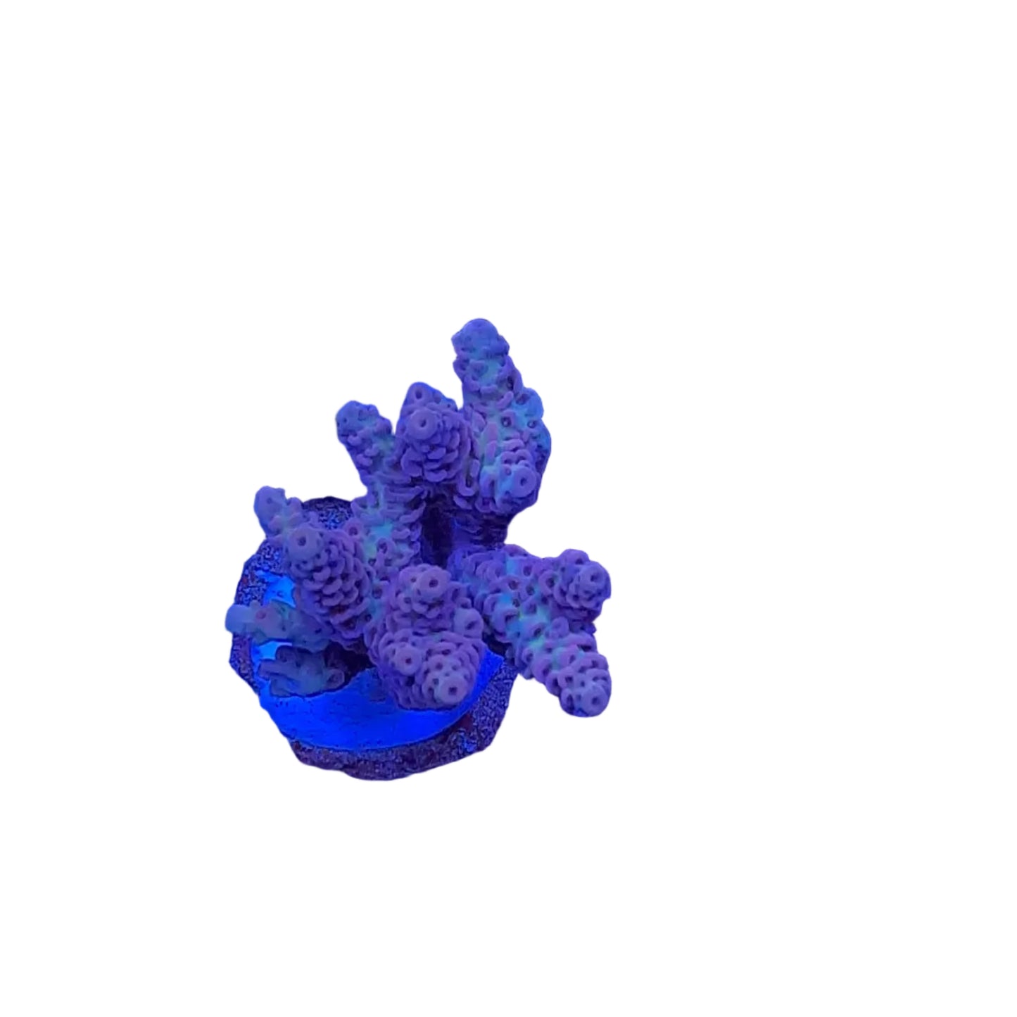 Acrapora Sp. Frag