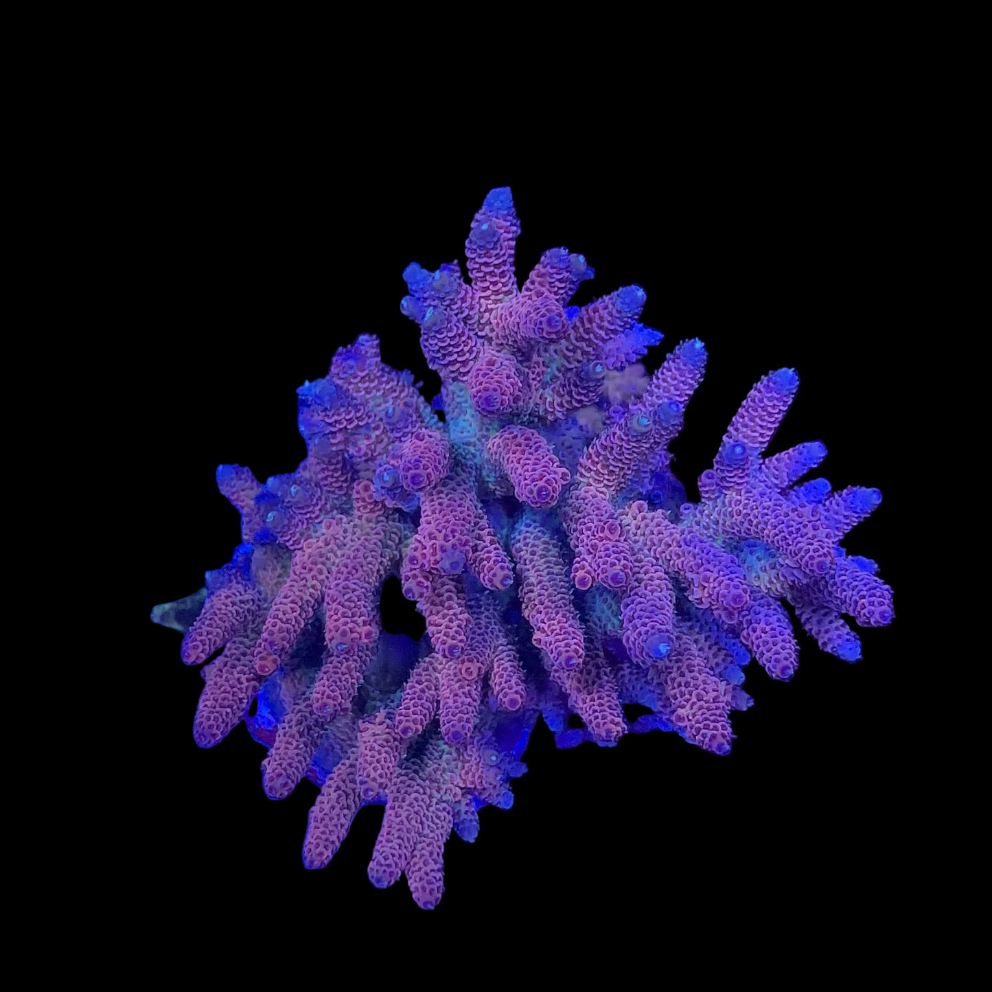 Acropora millepora