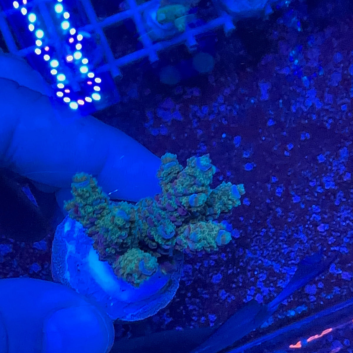 Acrapora Sp. Frag