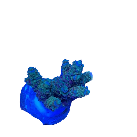 Acrapora Sp. Frag