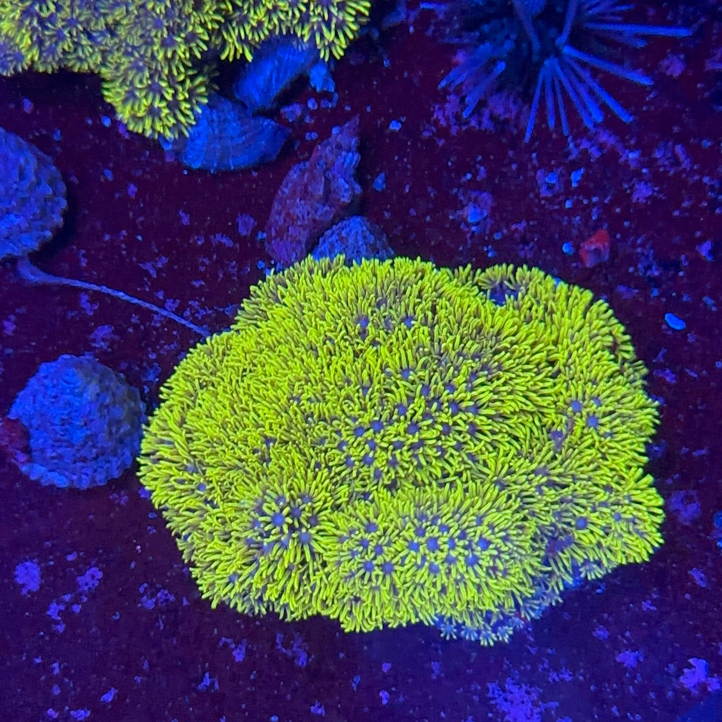 Star Polyp Metalic