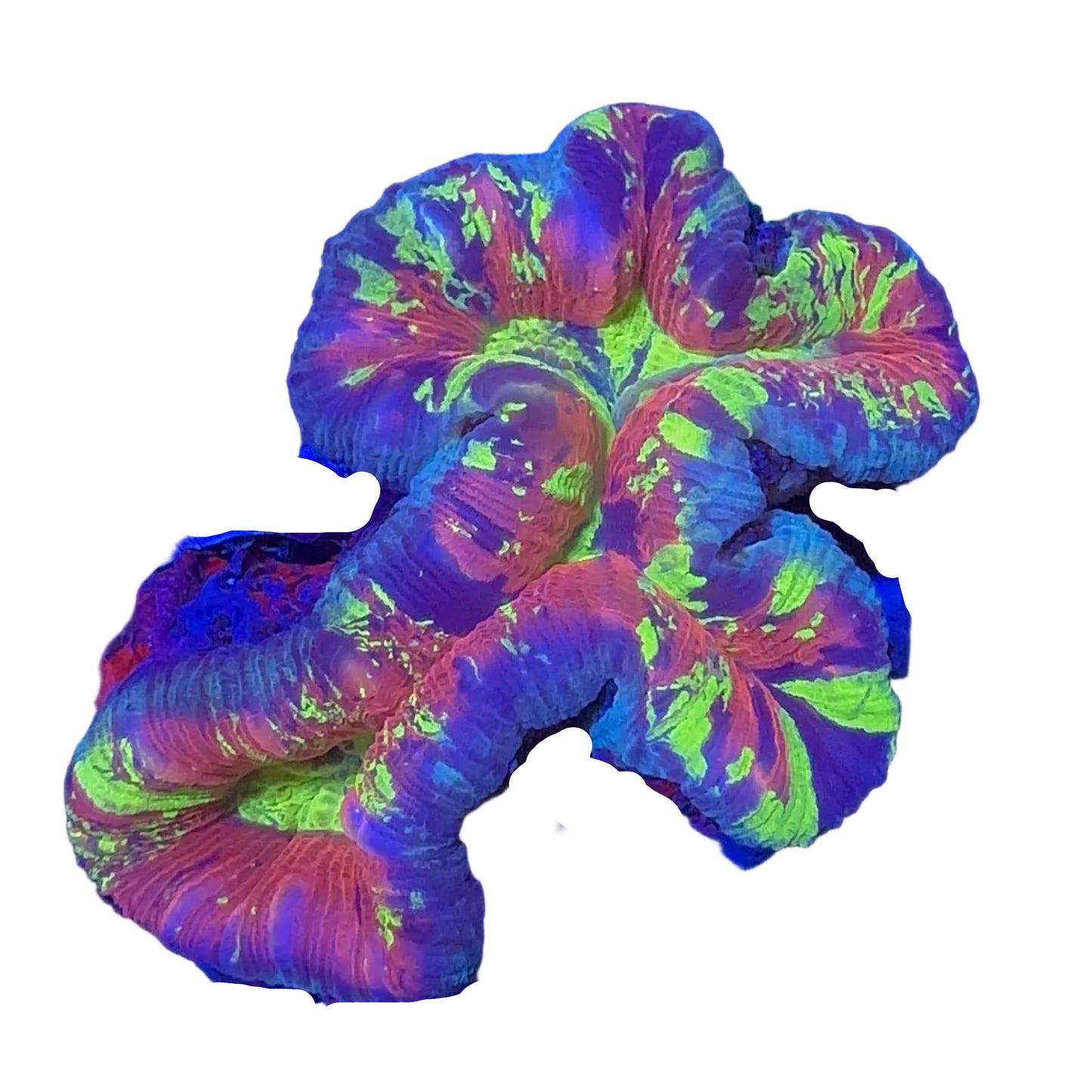 Brain Coral