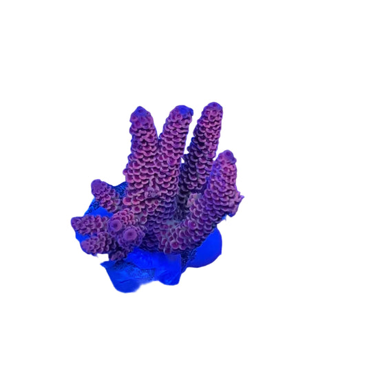 Acrapora Sp. Frag