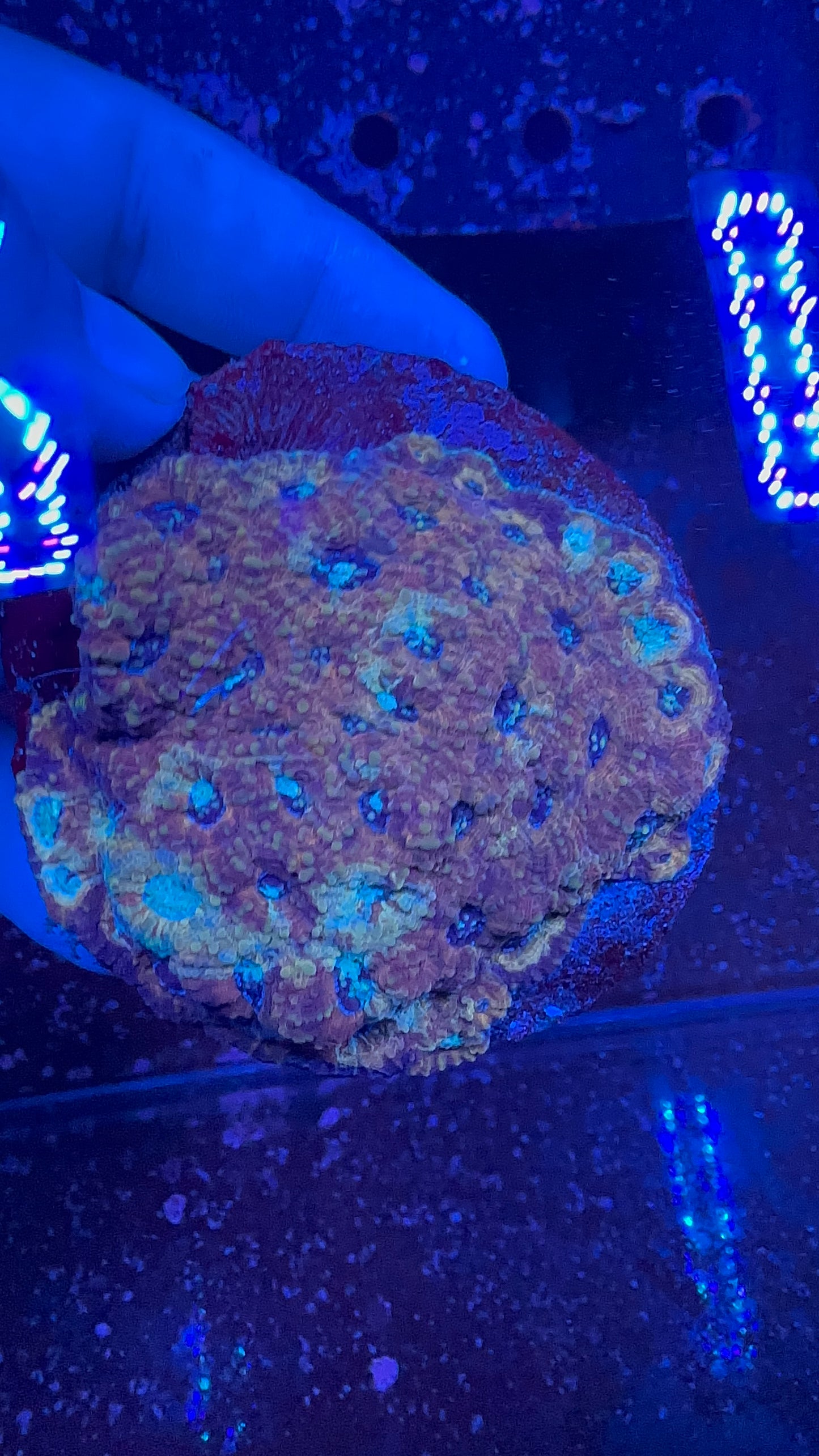 Favia Coral