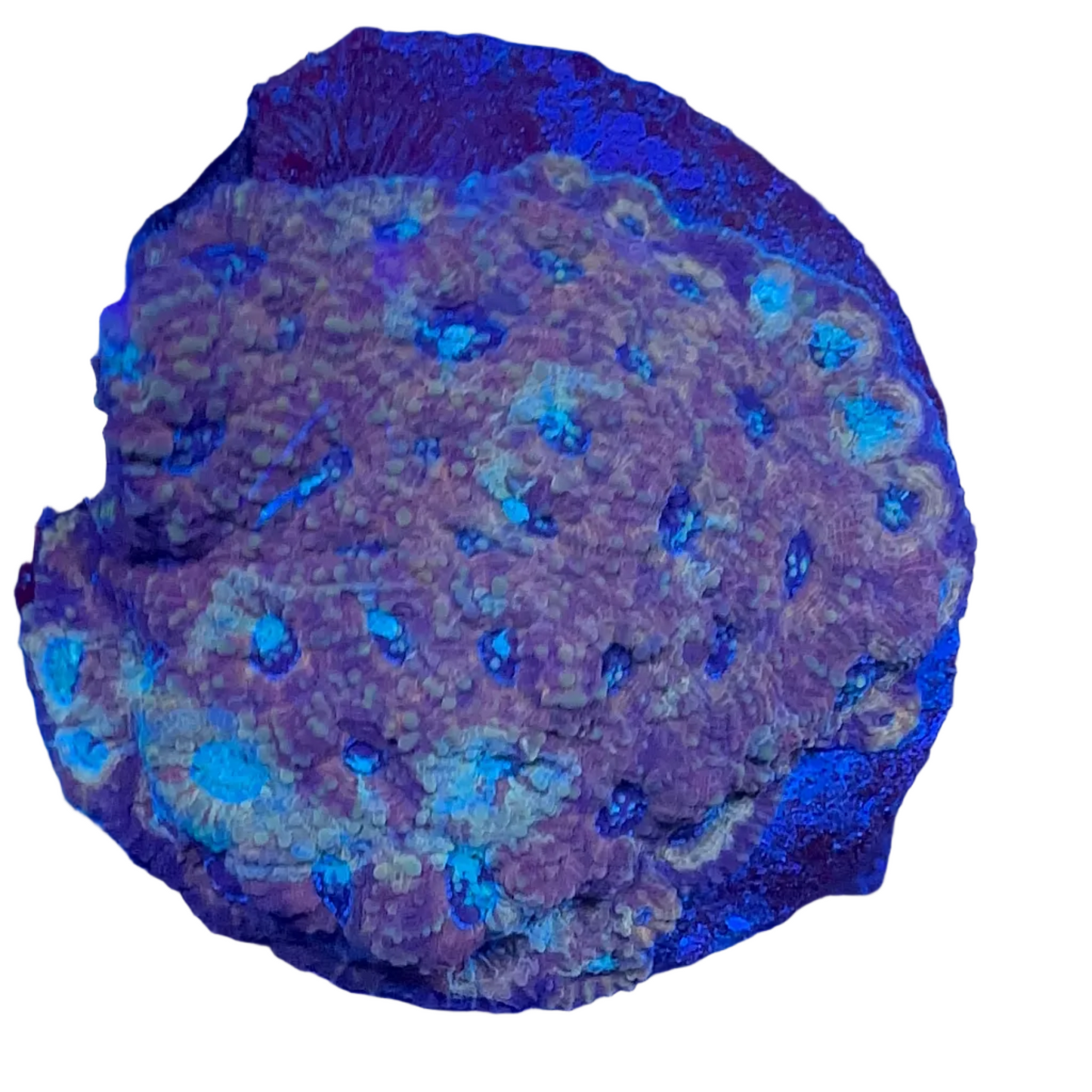 Favia Coral