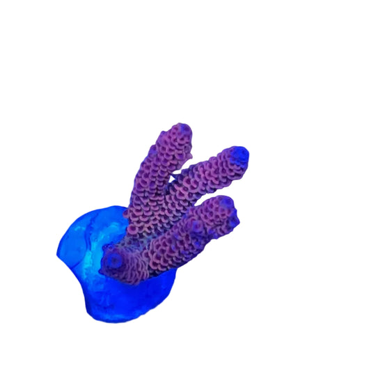 Acrapora Sp. Frag