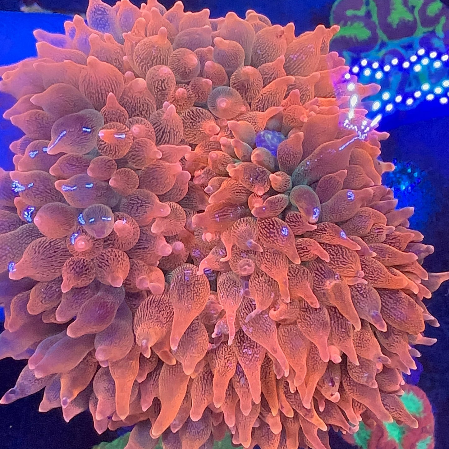 Bubble Anemon Orange Large