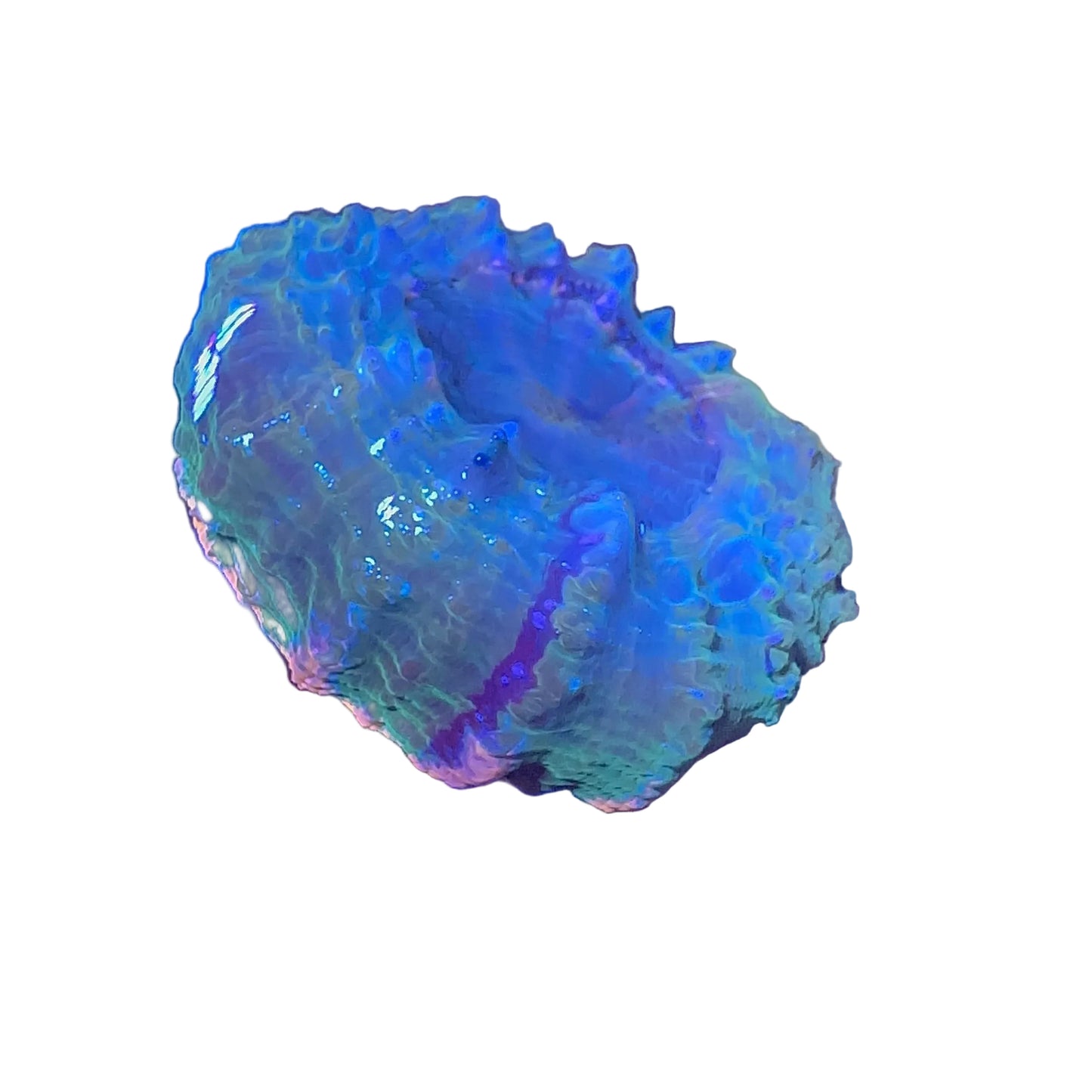 Acanthophyllia Coral (Donut)