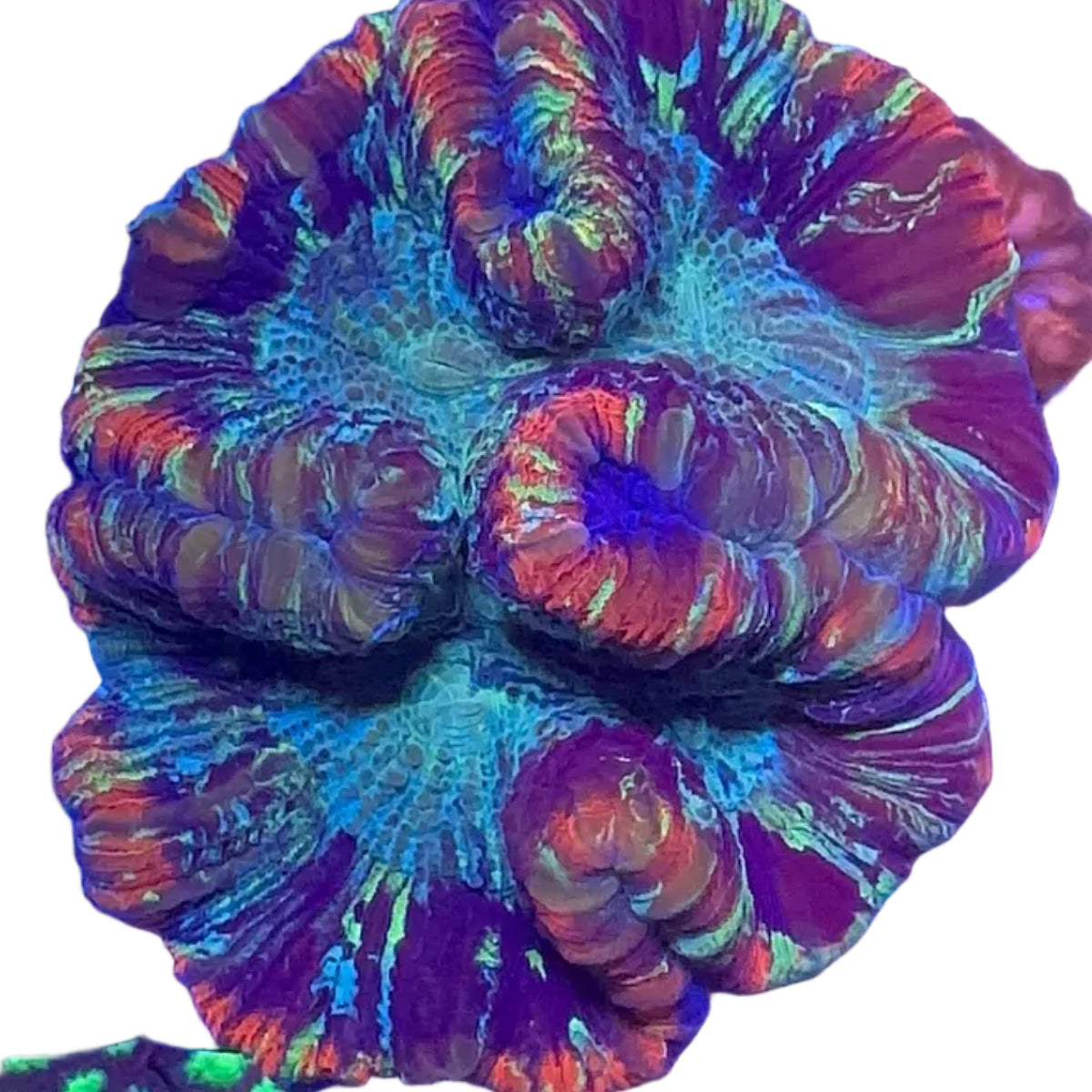 Brain Coral (Trachyphyllia ) Premium