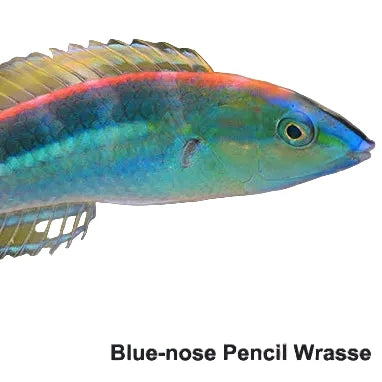 Blue Nose Pencil Wrasse