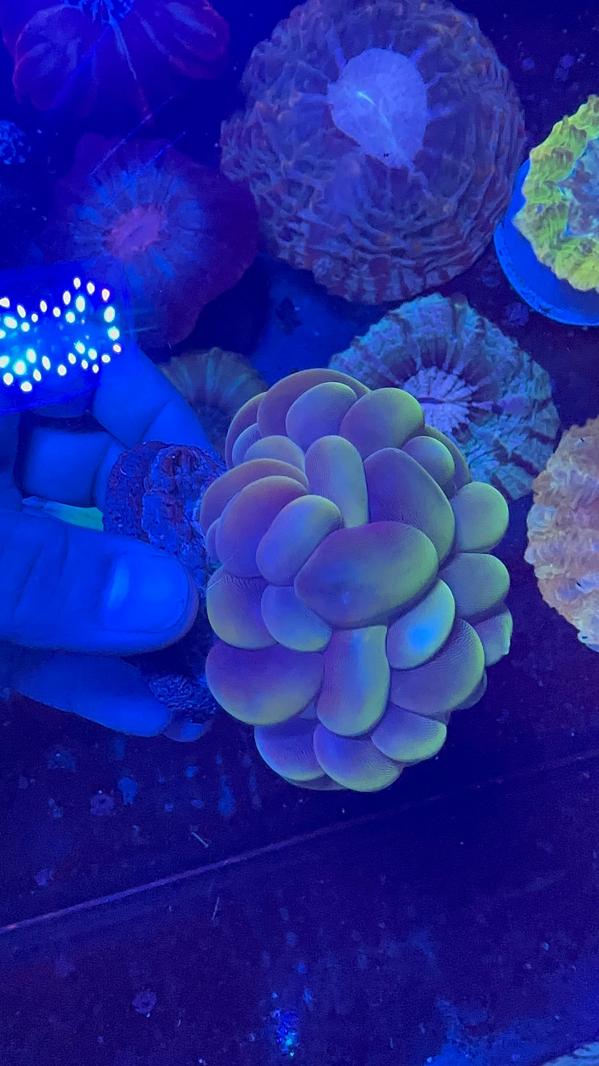 Bubble Coral