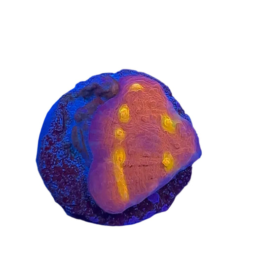 Golden Eyes Chalice Frag